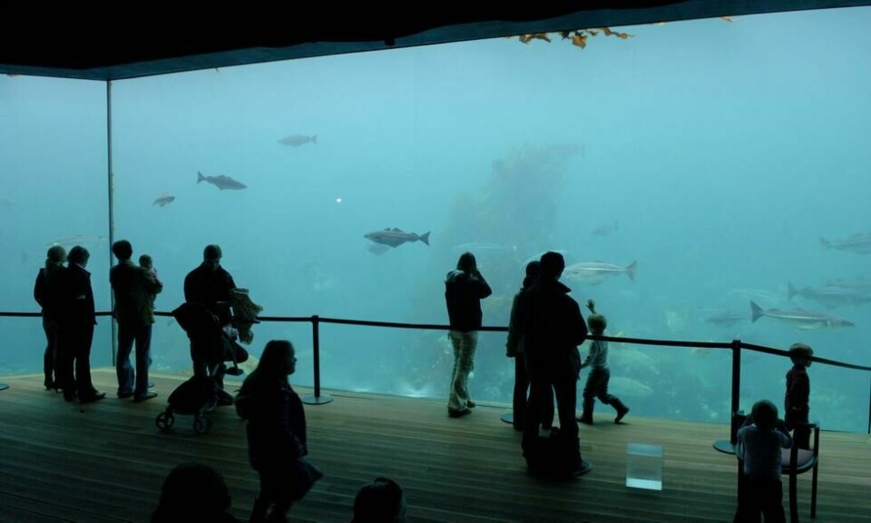 Atlanterhavsparken er Ålesunds akvarium, og et av de største i hele nord-Europa. (Foto: Yngve Ask / Visit Norway) Atlanterhavsparken er Ålesunds akvarium, og et av de største i hele nord-Europa. Foto: Yngve Ask / Visit Norway