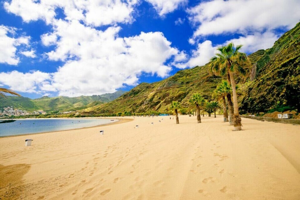 Den populære Kanariøyen, Tenerife, har en rekke gyldne sandstrender. (Foto: Colourbox) En bred sandstrand på Tenerife, Kanariøyene, med palmetrær plantet i rekker langs strandlinjen. Sanden er gylden og myk, og fjellene i bakgrunnen er grønne og frodige. Solen skinner, og himmelen er klar med noen få spredte skyer. Tenerife er den største Kanariøyen og har Spanias høyeste fjell, Teide. Hovedstaden er Santa Cruz de Tenerife. Her kan du finne billige reiser til Tenerife, samt hotell på den populære kanariøyen.