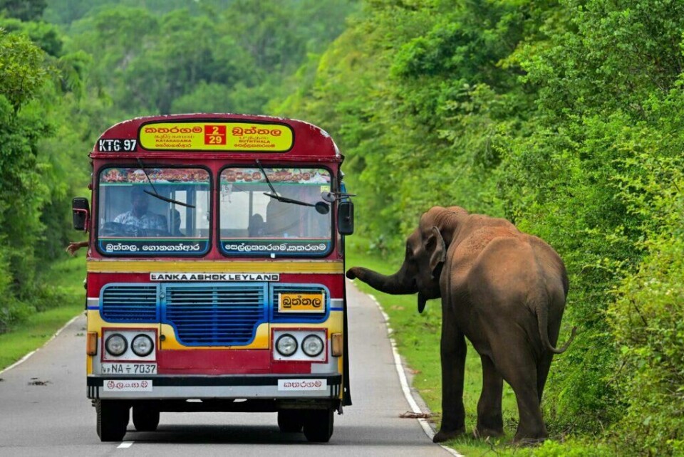 Pendlere kjører buss forbi en elefant langs en vei i Kataragama 17. desember 2024. (Foto av Ishara S. KODIKARA / AFP) (Foto: Ishara S. KODIKARA / AFP)