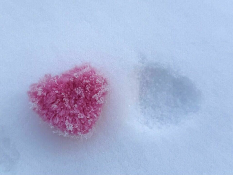 En rosa hjertedusk har etterlater sitt avtrykk i den kalde, hvite snøen. (Foto: Kreative Ideer/ Aurora Lange) Et rosa, lodden hjerte ligger på snøen, med et tydelig avtrykk ved siden av der hjertet tidligere har ligget. Snøen er jevn og hvit, noe som gir en ren bakgrunn som fremhever hjertets sterke farge og tekstur. Avtrykket i snøen gir bildet en dynamisk følelse og en historie om bevegelse.