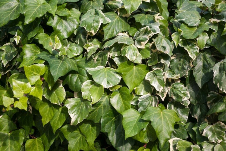 Brunsnegler liker ikke eføy, velg gjerne planter brunsnegler ikke liker. (Foto: Colourbox) Bilde av eføy, det er en plante brunsnegler ikke liker.