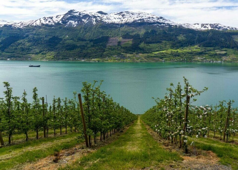 Reis til Hardanger hvor du kan smake på lokal sider og andre fruktprodukter i Ulvik eller Lofthus. (Foto: Frid Jorunn Stabell/Statens vegvesen) Utsikt over en frukthage i Hardanger som strekker seg ned mot en bred fjord med grønt vann. I bakgrunnen ruver snødekte fjell under en klar, blå himmel. En båt er synlig ute på fjorden, og på den andre siden av vannet kan man se spredte hus og grønne marker langs fjellsidene. Her får du tips til syv vakre bilturer i Norge som er perfekt for norgesferien. Geiranger og Trollfjorden, Atlanterhavsveien, Lofoten, Hardanger, Rondane, Gamle Strynefjellsvegen, Senja.