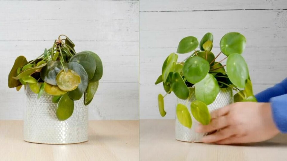 Vi testet bleietrikset med en litt slapp plante - og den kviknet til. (Foto: Kreative Ideer/ Miriam Schjetlein) To bilder av samme potteplante - den ene vissen den andre frisk og grønn.