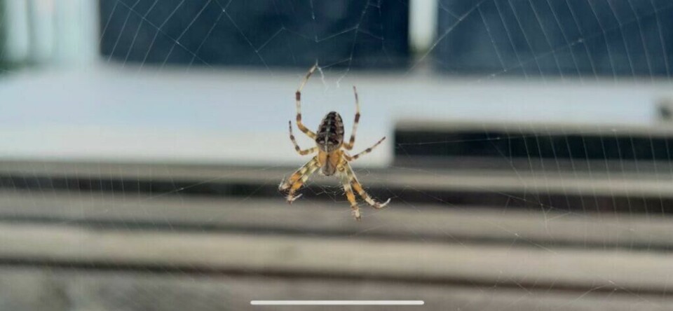 Korsedderkopp i edderkoppspinnet sitt. (Foto: Kreative Ideer/Aurora Lange) En korsedderkopp henger midt i edderkoppspinnet sitt. Korsedderkoppen er sort og oransje. Korsedderkoppen har lagd seg et nett ved en platting.
