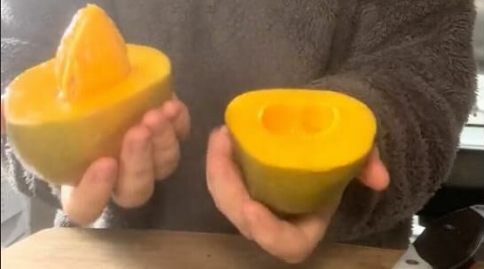 Visste du at du kan dele mango på tvers. Da får du enklere kontroll over steinen når du skal skjære mango. (Foto: Skjermdump TikTok stellaskitchen11) Bildet viser en person som holder to halvparter av en mango som er delt på tvers av steinen, i stedet for langs steinen slik det vanligvis gjøres. Den ene halvdelen av mangoen har fortsatt steinen inni, som stikker opp fra fruktkjøttet. Den andre halvdelen har et rundt hulrom der steinen har blitt fjernet. Personen som holder mangoen har på seg en tykk, grå genser. Mangostykkene ser ferske og saftige ut, og personen holder dem opp foran et bord, kanskje for å vise frem hvordan mangoen har blitt delt.