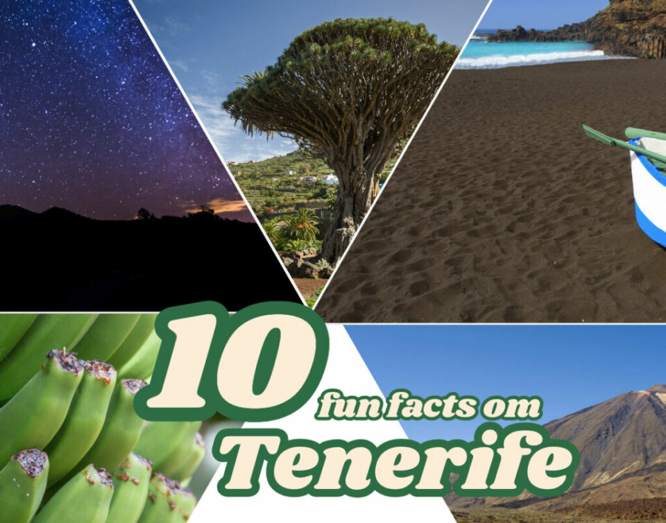 Verdens eldste av en spesiell type tre, verdens nest største folkefest og en spesiell type bananer: Her får du 10 fun facts om Tenerife, den største og det som kalles den vakreste av Kanariøyene! (Foto: Montasje av bilder fra Canva av Cecilie Aasland (ABC Startsiden))