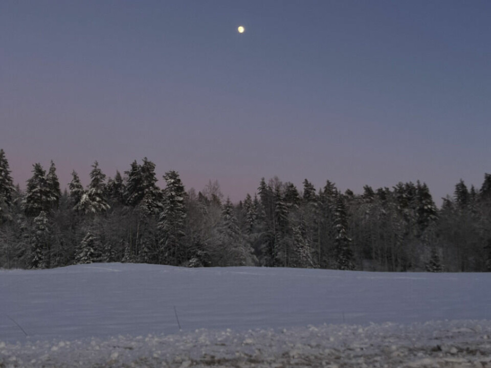 Ifølge den svenske studien stemmer det at man sliter med søvnen når det er fullmåne og at de fleste sliter mest med søvnen når månen begynner å vokse. (Foto: Cecilie Aasland / ABC Startsiden) Bildet viser et vakkert vinterlandskap med en snødekt slette i forgrunnen og en tett skog av høye, snødekte grantrær i bakgrunnen. Himmelen har en myk overgang fra en lys rosa nyanse nær horisonten til en klar blåfarge høyere opp. På himmelen lyser månen klart, noe som gir en følelse av ro og vinterens stillhet. Stemningen er fredelig og kald, med naturens detaljer tydelig fremhevet av snøen og måneskinnet. Fullmånen er forbundet med en rekke myter, men påstanden om at den er forstyrrende på nattesøvnen er ikke en av dem! Vi har sett på forskningen og funnet svaret på hvorfor fullmånen påvirker søvnen din og ikke minst hvem av kvinner og menn som er hardest rammet.