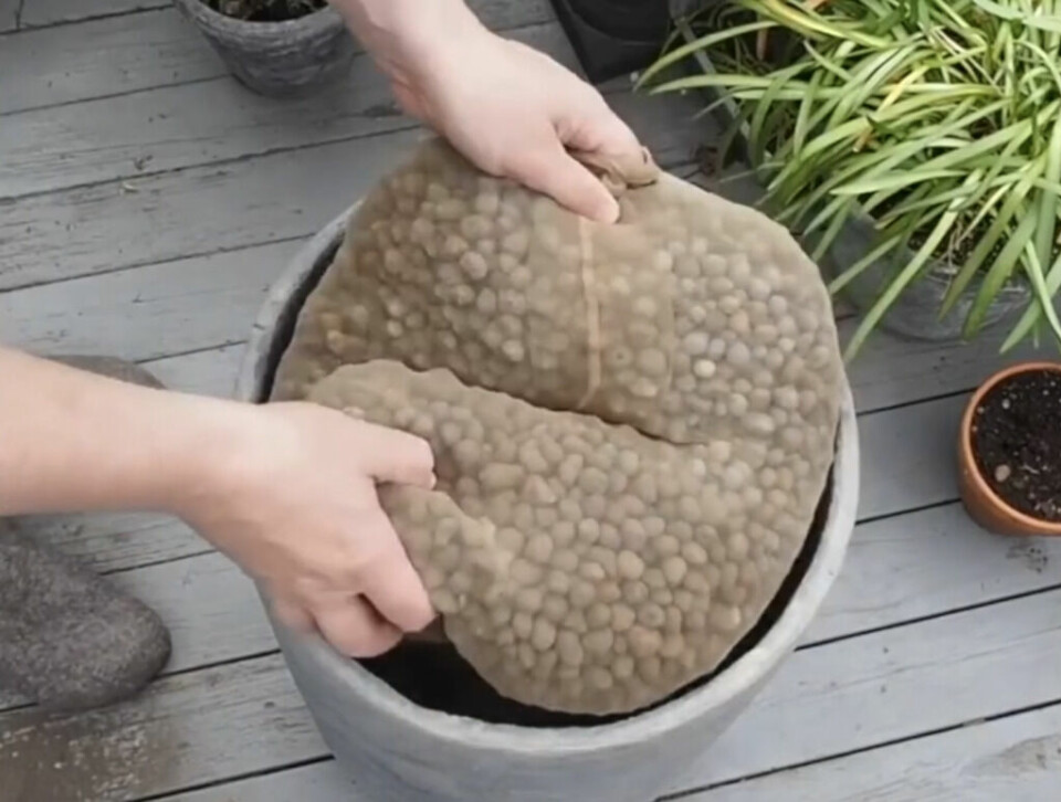 Har du ikke god drenering i krukkene dine kan plantene i verste fall dø. Lecakulene har mellomrom som sørger for god drenering ned mot hullene i bunnen av krukken. (Foto: Kreative Ideer) På bildet ser man en person som legger en strømpebukse fylt med lecakuler i bunnen av en stor, grå blomsterpotte. Strømpebuksen er tettpakket og formet som en flat pute, og fungerer som dreneringslag. Rundt potten står det flere planter og potter på en gråmalt terrasse av treverk, blant annet en grønn prydgressplante og en tom terrakottakrukke med jord. Denne metoden er kjent som «strømpebuksetrikset» og brukes for å sikre god drenering i store krukker uten at lecakulene tetter jordlaget eller renner ut med vannet. Skal du plante i krukker? Da kan det være lurt å bruke en strømpebukse sammen med leca-kulene.