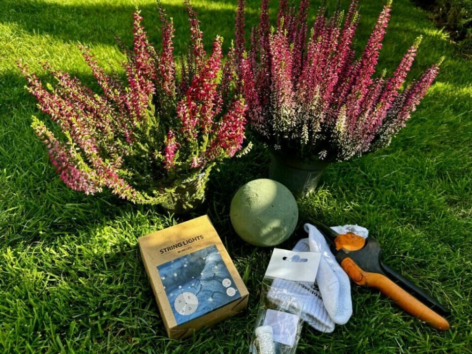 Alt du trenger for å lage dekorative lyngballer – lyng, oasis-ball, sokk, LED-lys og hagesaks – klart for et kreativt DIY-prosjekt. (Foto: Kreative Ideer/ Aurora Lange) Bildet viser materialene som trengs for å lage en lyngball. På den frodige gressplenen ligger to potter med fargerik lyng, en grønn oasis-ball, en hagesaks, en sokk, en rull med tråd, samt en eske med batteridrevne LED-lys. Dette er elementer som kan brukes til å skape vakre og kreative lyngballer, enten ved hjelp av en oasis-ball eller en miljøvennlig løsning med en gammel sokk fylt med jord. LED-lysene kan også integreres for å tilføre en stemningsfull belysning.