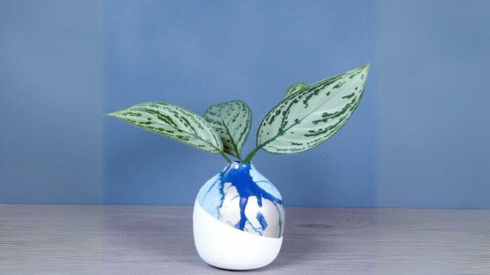 Hydro-dyppet vase med et moderne blått og hvitt design, fylt med en frisk plante som fremhever enkelheten i natur og kunst (Foto: Kreative ideer/ Aurora Lange) Et minimalistisk fotografi som viser en liten hvit vase, dekorert med et unikt blått mønster skapt gjennom hydro-dypping. To store, grønne blader med mønstrede striper står i vasen, og bildet har en dempet blå bakgrunn som skaper en rolig og harmonisk atmosfære.