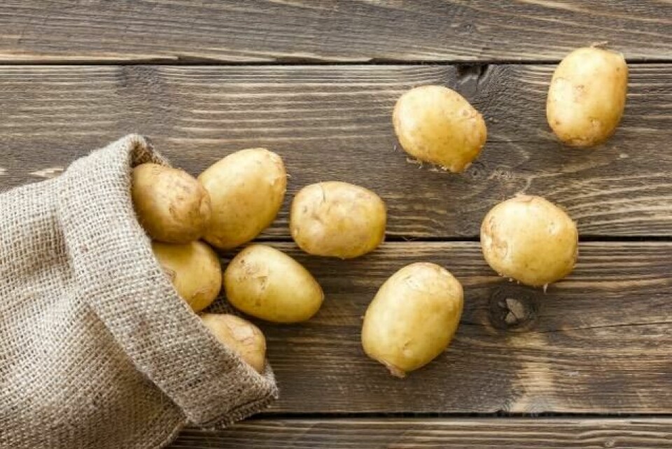 Ferske poteter i en rustikk jutesekk – perfekt for enkle og smakfulle retter! Nyt smaken av naturlige råvarer. (Foto: Colorbox) En liten jutesekk som ligger på et rustikt trebord med gyllenbrune poteter som triller ut. Potetene ser ferske og naturlige ut, med en jevn og sunn overflate. Bakgrunnen av treplanker skaper en landlig og autentisk stemning.