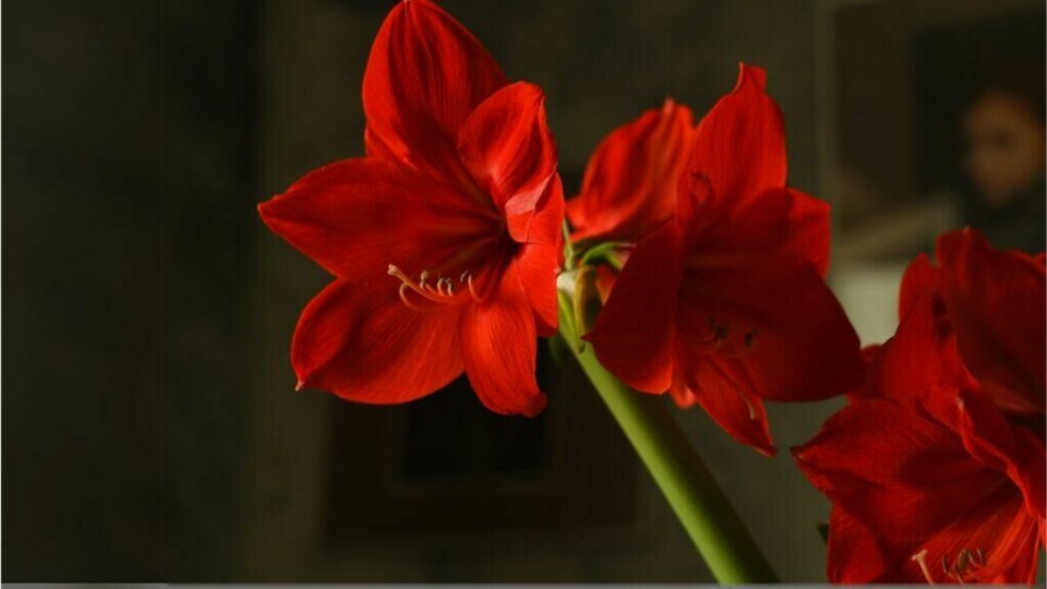 Amaryllis – julens elegante blomst, vakker og høytidsstemt i rødt. (Foto: Canva) En nærbilde av røde amaryllisblomster med store, trompetformede kronblader, badet i et varmt, mykt lys. Blomstene står stolte på høye stilker og gir et dramatisk, elegant preg til rommet. Den dype rødfargen er perfekt til julens dekor.