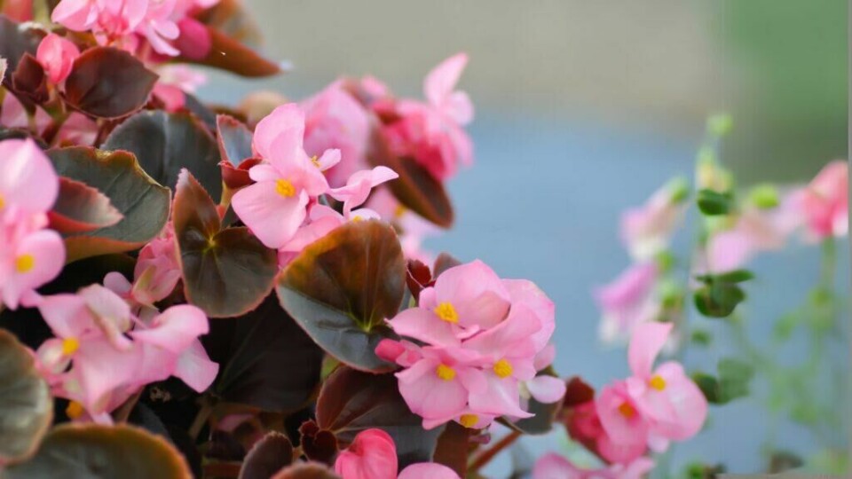 Juleglede – nostalgisk klassiker som lyser opp hjemmet med små, søte blomster. (Foto: Canva) Nærbilde av juleglede med rosa blomster og mørkegrønne blader. De små, sarte blomstene gir et hjemmekoselig preg, mens bakgrunnen er uskarp og tilfører en lett, drømmende atmosfære til bildet
