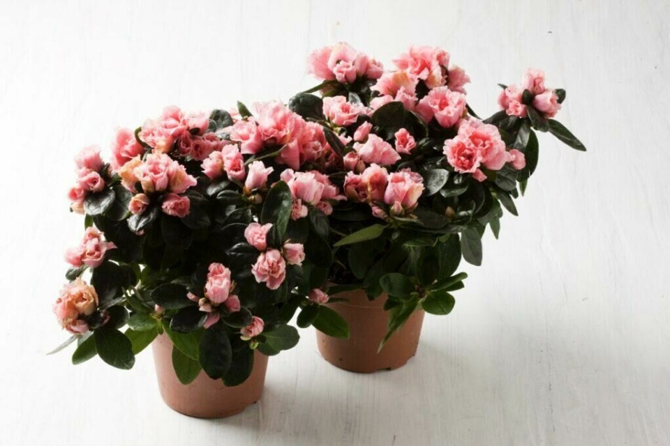 Azalea – fyldig juleblomst som krever jevn fuktighet og kjølige omgivelser. (Foto: Colourbox.com) To potter med rosa azalea i full blomst mot en lys bakgrunn. Bladene er dypgrønne og blanke, mens de fyldige, rosa blomstene er kompakte og tette. Azaleaen skaper et friskt og frodig inntrykk og er perfekt som julepynt i vintermørket.