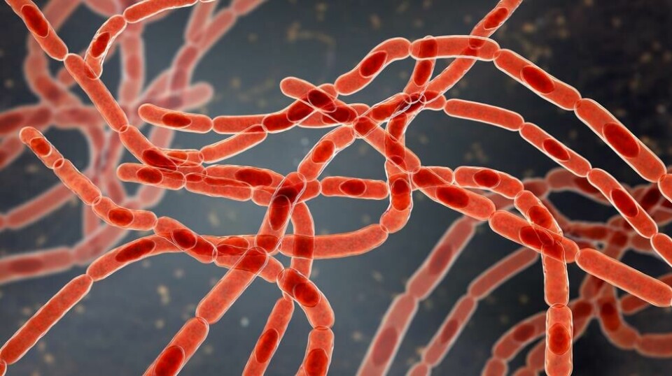 Illustrasjon av bakterien Bacillus anthracis som forårsaker miltbrann. Illustrasjonsfoto.