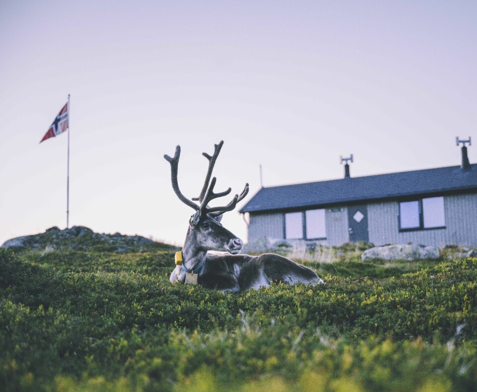 Et reinsdyr ligger rolig i gresset foran en turisthytte i fjellet. Den norske flaggstangen vaier i vinden, og hytta har en enkel og funksjonell byggestil typisk for DNT-hytter. Kvelden er i ferd med å senke seg over fjellet, og lyset er mykt og blålig. Dette bildet fanger roen og nærheten til naturen som en opplever på fjelltur i området rundt Trekanten på Hinnøya.