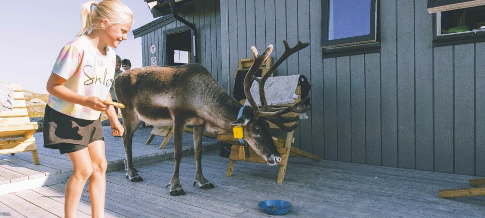 En liten jente smiler mens hun står barføtt på en terrasse foran en turisthytte. Hun holder en hårbørste, mens et tamt reinsdyr med gul øremerking spiser fra en blå matskål. Scenen gir et nært og uventet møte mellom menneske og dyr i fjellheimen, og formidler den inkluderende og familievennlige stemningen man kan oppleve under en rundtur som Trekanten på Hinnøya.