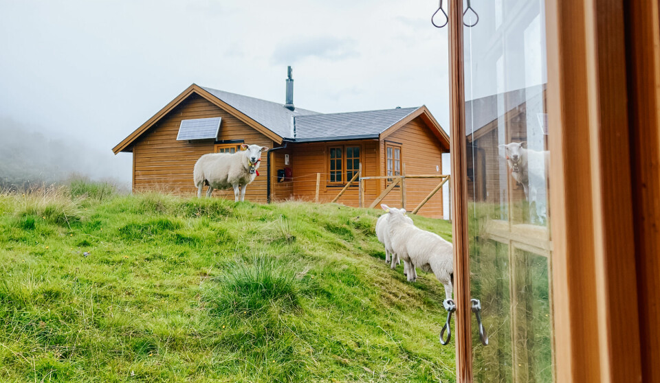 Gjennom et åpent vindu i en turisthytte ser vi ut på et frodig grønt gresslandskap med sauer som beiter rett utenfor. I bakgrunnen står en rødlig trehytte i skrånende terreng, delvis innhyllet i tåke. Dette er en rolig og landlig start eller avslutning på en fjelltur i Sunnmørsalpene, hvor kontrastene mellom vær, natur og dyreliv gir en ekstra dimensjon til rundturen.