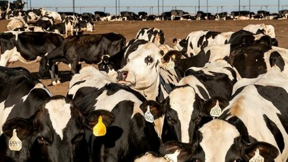 Kyr på en gård med melkeproduksjon i California i USA. Storfe raper ut metan, og også kumøkk er en kilde til utslipp av denne klimagassen. Foto: Noah Berger / AP / NTB Kyr på en gård med melkeproduksjon i California i USA. Storfe raper ut metan, og også kumøkk er en kilde til utslipp av denne klimagassen. Foto: Noah Berger / AP / NTB