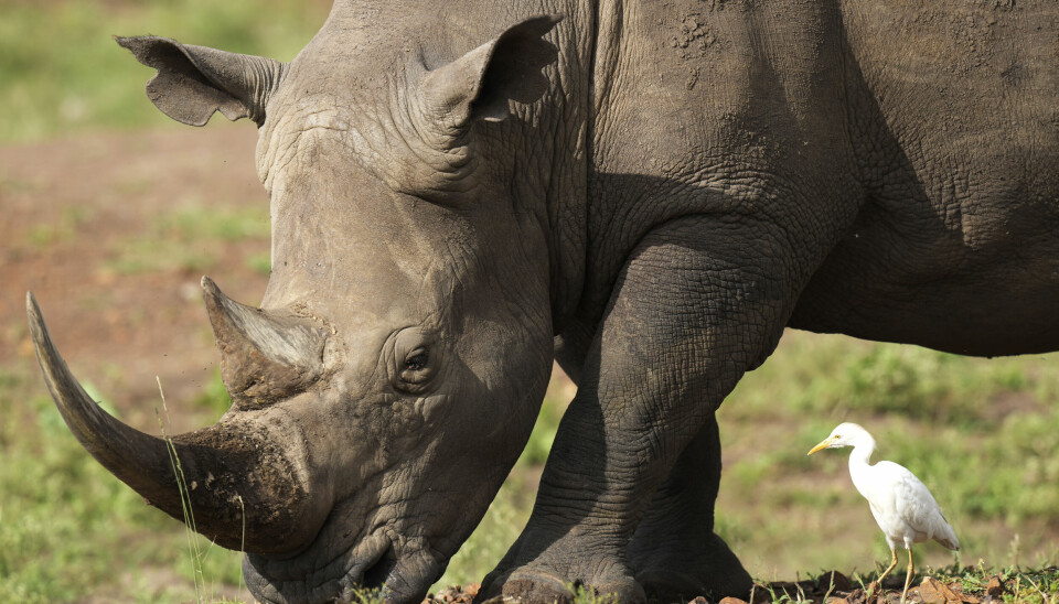I et håp om å bidra til vekst i bestanden, er ti utrydningstruede svarte neshorn flyttet fra Sør-Afrika til Mosambik. Dette eksemplaret ble fotografert lenger nord i en nasjonalpark i utkanten av Kenyas hovedstad Nairobi.