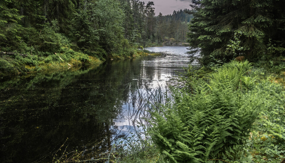 Nordspissen av Langvann i Østmarka, i nordvestre ende av Østmarka nasjonalpark.