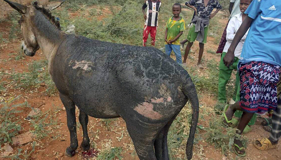 Esler kan brukes til så mangt, både som nyttedyr i landbruket, til medisin, og som våpen. Dette eselet i Kenya er påført skader etter at det ble fraktet en vogn med en hjemmelaget bombe, utløst på en grensepost mellom Kenya og Somalia i januar i fjor.