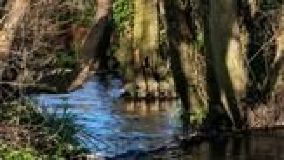 Elv renner gjennom en skog i Dorset i Sørvest-England. Illustrasjonsbilde. Elv renner gjennom en skog i Dorset i Sørvest-England. Illustrasjonsbilde. Foto: Ben Gee / Shutterstock / NTB