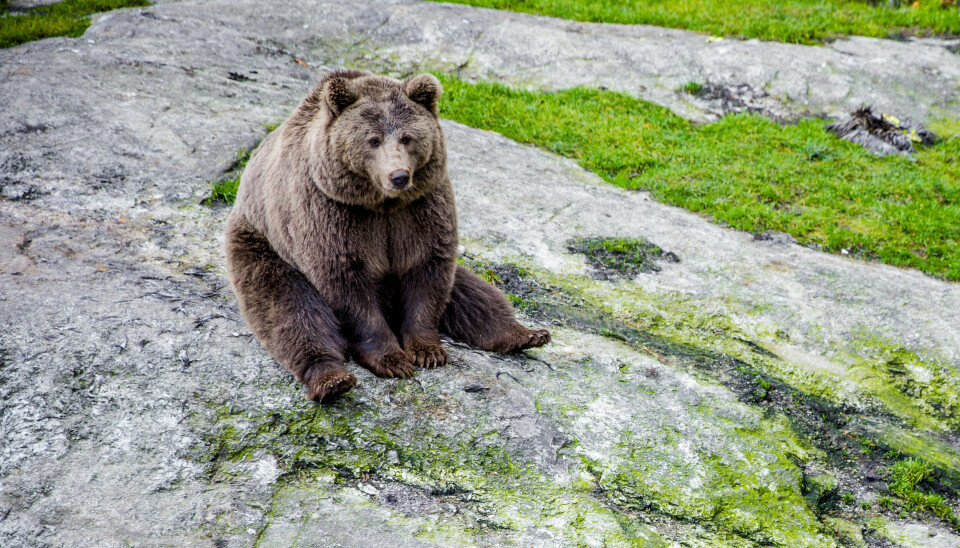 En brunbjørn fotografert i Bjørneparken i Flå i 2014. Om det skulle vise seg å være en binne med unger som bet en mann i Jarfjord i Finnmark, blir det tatt stilling til om også ungene skal felles.
Illustrasjonsfoto: Stian Lysberg Solum / NTB