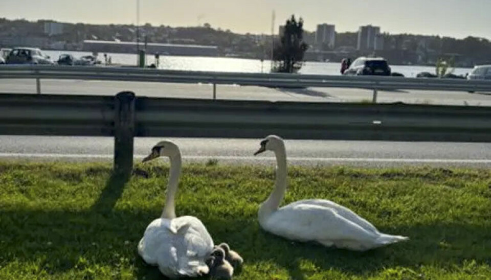 Denne svanefamilien ønsket ikke politiets hjelp til å komme seg ut av veien i Sandnes lørdag kveld.