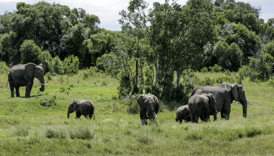Arkivbilde av en elefantfamilie som gresser i Kenya.