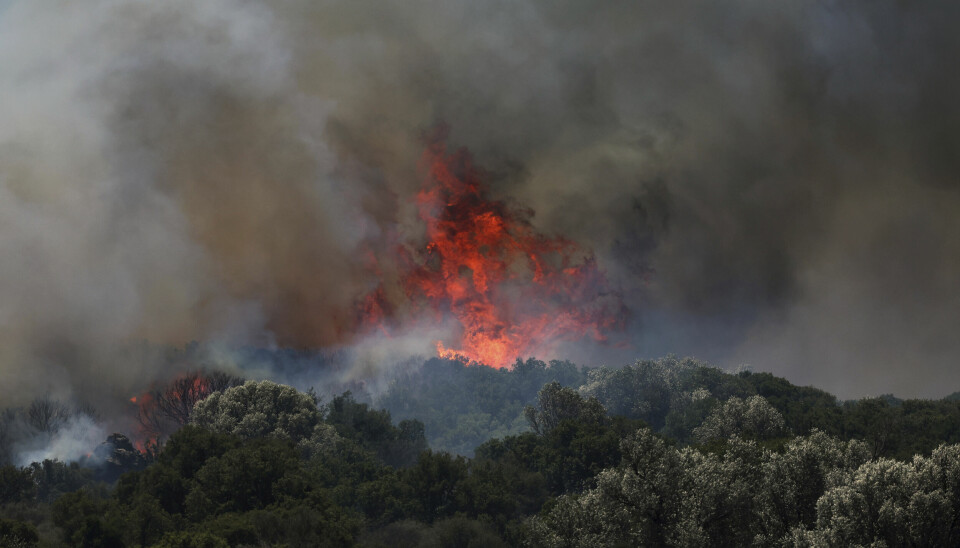 Flammene herjer i en skog i Cesme, nær Izmir i Tyrkia.