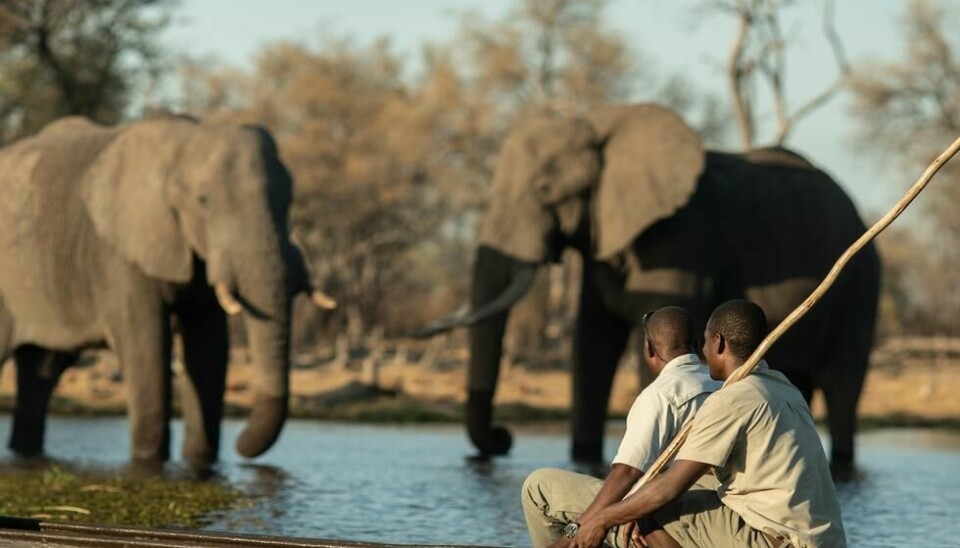 Okavango-deltaet er en av Afrikas mest ettertraktede safaridestinasjoner.