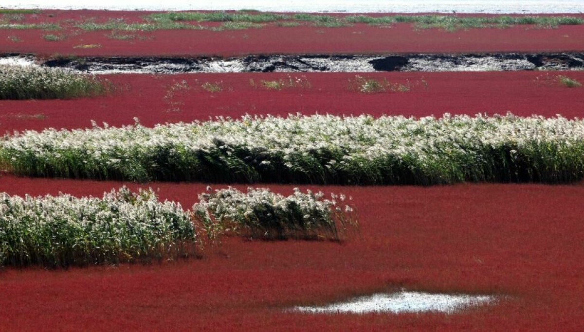 Kinas blodrøde strand | ABC Nyheter