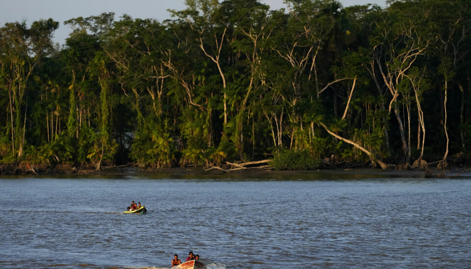 Tett regnskog i delstaten Amapa i Brasil. Bildet er fra 2022.