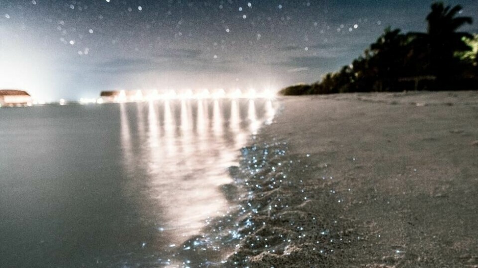 Den selvlysende blå stranden på øya Vaadhoo på Maldivene er kjent som «Sea of Stars».