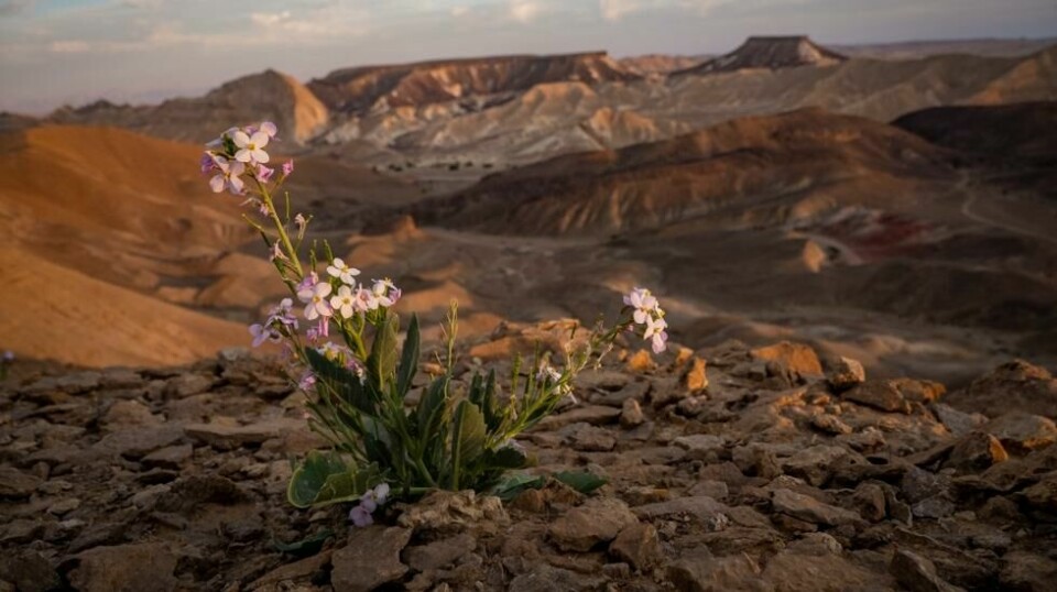 Selv på et tørt sted som Negev-ørkenen gror det mange ulike vekster. Her fra Ramon-krateret, som ligger omtrent midt i den 13.000 kvadratkilometer store ørkenen. Foto: Bjørn Moholdt