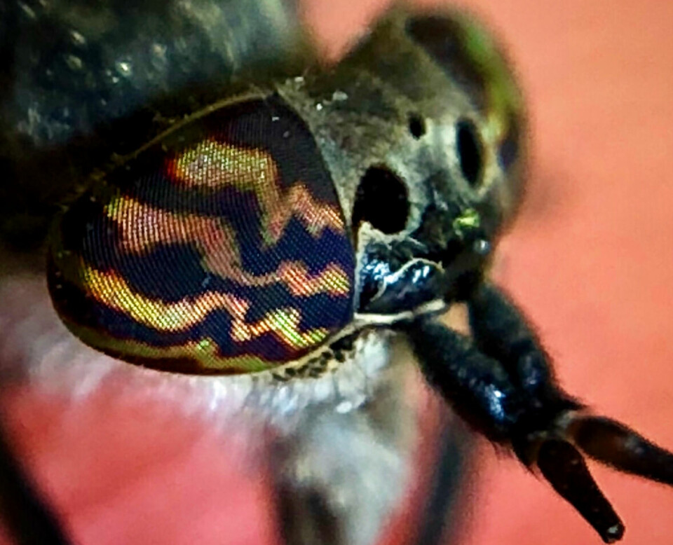 Bilde av øynene til en blinding, en av våre 3 forskjellige grupper klegg. Til sammen har vi 43 forskjellige kleggarter i Norge. Nærbilde av en blinding som tilhører familiegruppen klegger. Insektet har store fasettøyne med iriserende mønster i gult, oransje og lilla. Bildet viser tydelig munnparti og hårete kropp. Vi svarer på hvorfor klegg biter, hvorfor det gjør vondere enn myggbitt, sesong, hvor det er mest klegg i Norge og hva som kan lindre plagene ved et kleggbitt.