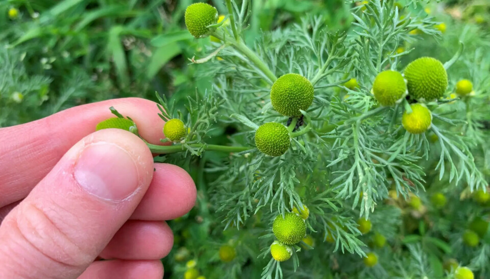 Ta tunbalderbrå-blomsten mellom fingrene og klem godt. Da kommer den tropiske, ananaslignende duften fram.