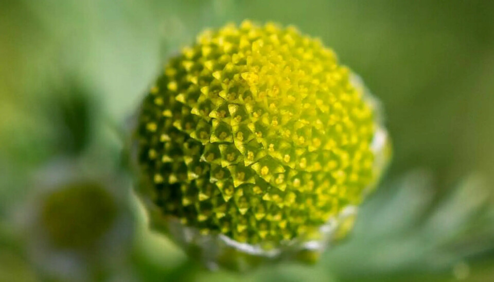 Med litt forstørrelse ser du at den grønngule kurven til tunbalderbrå består av mange ørsmå blomster. De små blomstene er formet som rør og kalles rørkroner.