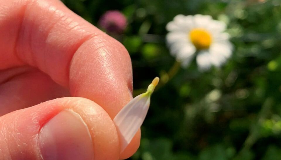 Den gule kurven i midten av prestekrager består også av massevis av rørkroner. Men i tillegg har de tungekroner rundt kanten. Dette er bitte små blomster med hvert sitt lange, hvite kronblad. Når du drar ut et kronblad, følger den lille blomsten med.