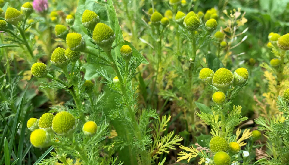 Tunbalderbrå er kanskje ikke den peneste blomsten i klassen. Men den fungerer forbløffende bra.