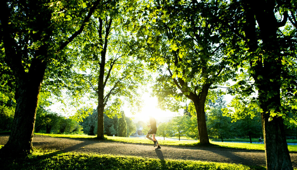 Sommer og sol i Vigelandsparken i Oslo.