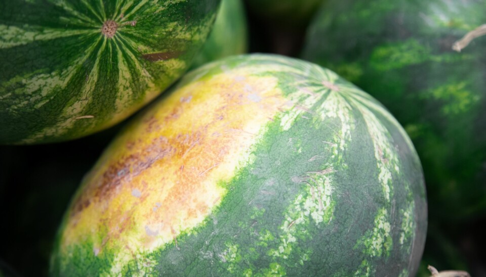 Et av tegnene på at en vannmelon er søt og god er denne gule flekken. Nærbilde av flere vannmeloner. Den i forgrunnen har en stor gulaktig flekk på skallet – en såkalt jordflekk – som tyder på at melonen har fått modne lenge på bakken.