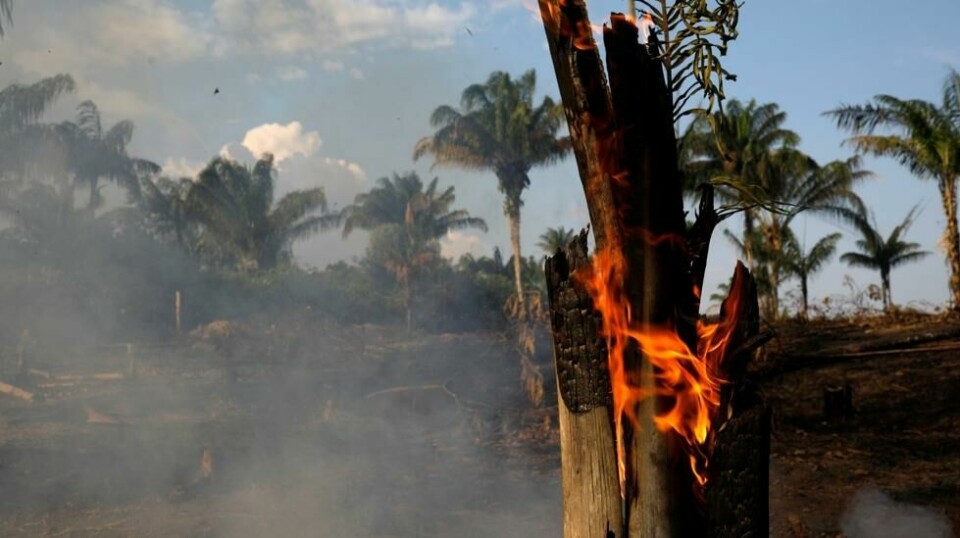 BRASILS BRANN: En av de utallige områdene i Amazonas der skogen blir brent ned for å bane vei for kvegdrift og soyaproduksjon, ved Iranduba i delstaten Amazonas i Brasil 20. august.