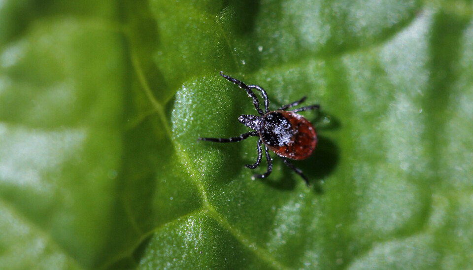 Skogflåtten blir stadig mer utbredt i Norge, og dermed de flåtbårne sykdommene. Det er foreløpig registrert 266 meldingspliktige tilfeller av Lyme borreliose i Norge i år i MSIS. I fjor ble det registrert 281 tilfeller for de sju første månedene.