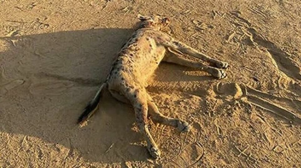 Hyenen ble oppdaget cirka 30 kilometer fra grensen til Sudan. Deretter ble den skutt og drept.