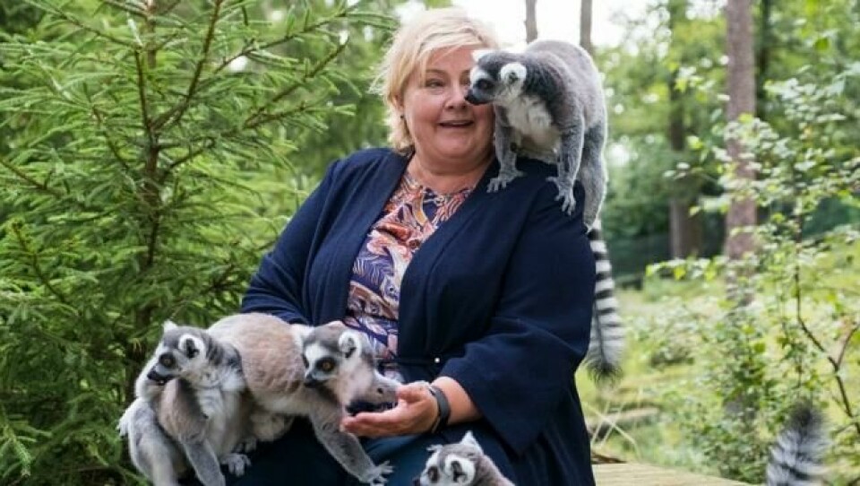 Statsminister Erna Solberg besøkte Dyreparken i Kristiansand i 2017 og fikk hilse på en flokk lemurer. Foto: Tor Erik Schrøder / NTB scanpix Statsminister Erna Solberg besøkte Dyreparken i Kristiansand i 2017 og fikk hilse på en flokk lemurer. Foto: Tor Erik Schrøder / NTB scanpix
