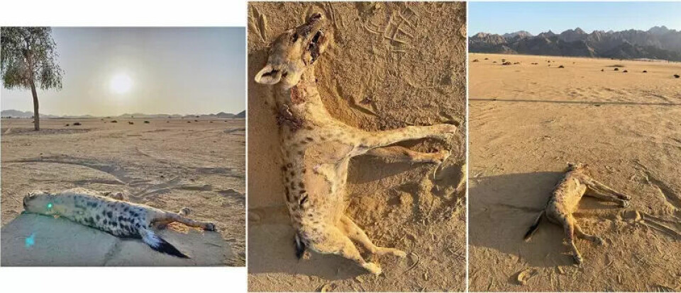 Hyenen ble skutt og drept da den kom til Egypt. Hyenen ble skutt og drept da den kom til Egypt. Foto: Mammalia