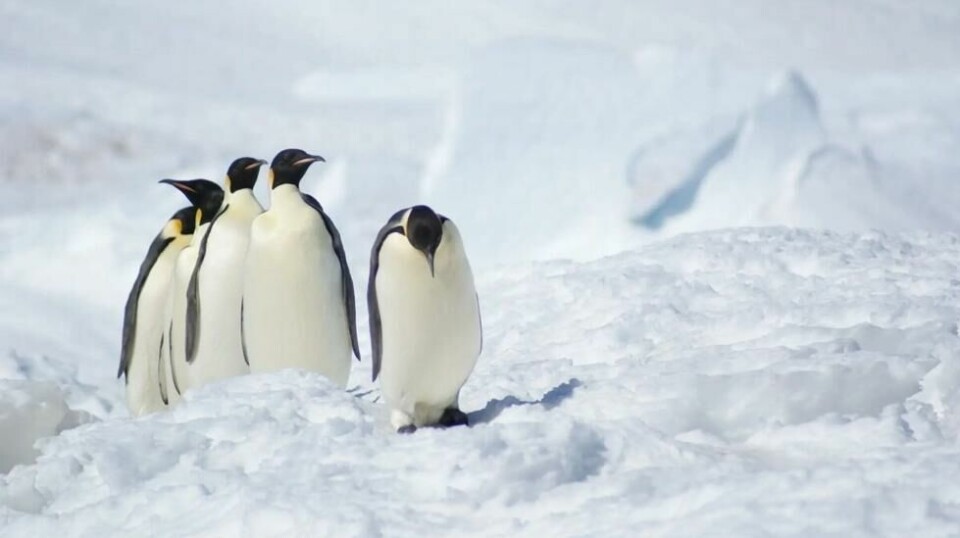 Keiserpingvinen er en av artene som er truet av klimaendringer. Foto: Norith Eckbo/CC BY NC SA 3.0