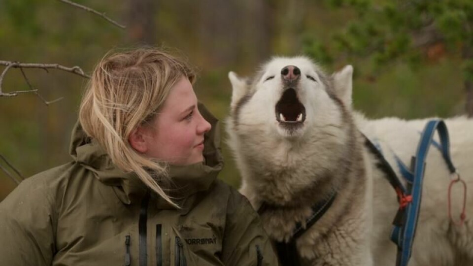 Hege Birch Wik tok eit år vekk frå sivilisasjonen, der ho lærte hundekøyring. No er opplevinga blitt til ein dokumentar.